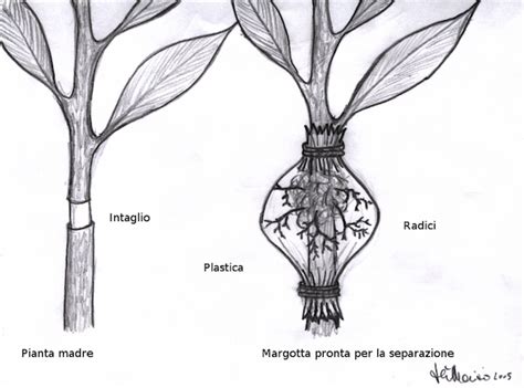 diagramma che mostra la sezione trasversale di un manicotto per margotta su ramo di agrumi
