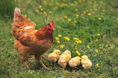Gallina chioccia con i suoi pulcini