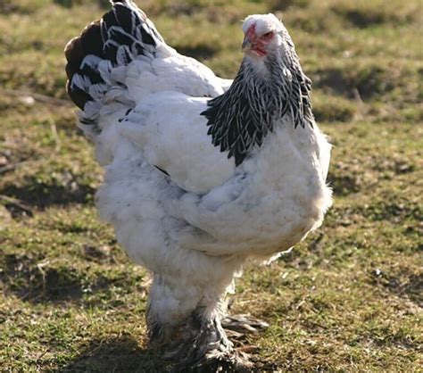 Gallina Brahma nana in cova