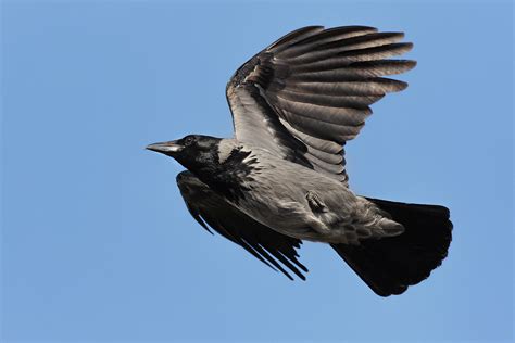 Cornacchia grigia in volo