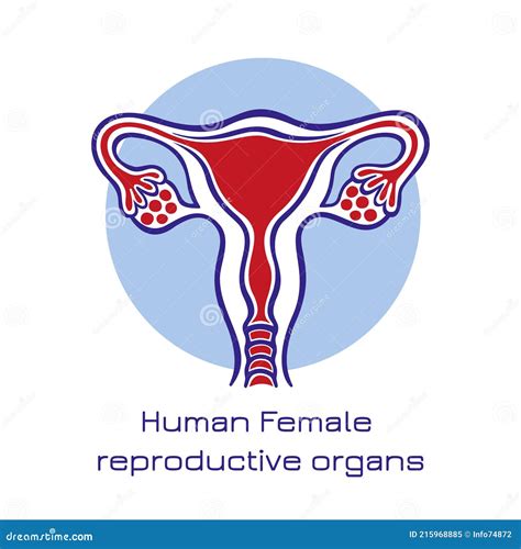Schema degli organi riproduttivi femminili con indicazione delle zone di dolore