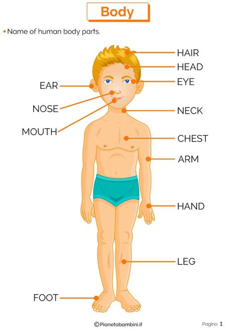 Illustrazione dettagliata del corpo umano con etichette delle parti in inglese