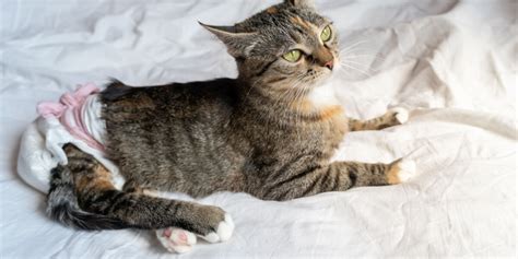 gatto con pannolino che gioca