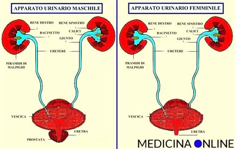 Apparato urinario femminile e percorso dell'infezione