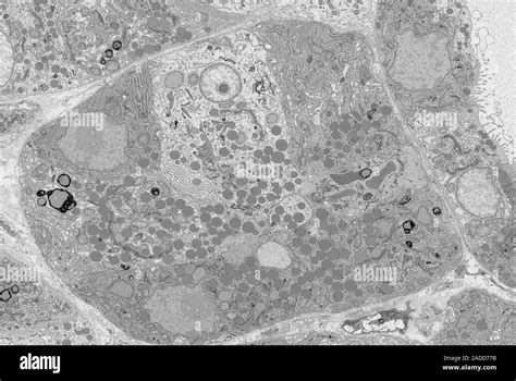 Microscopio con enzimi e cellule