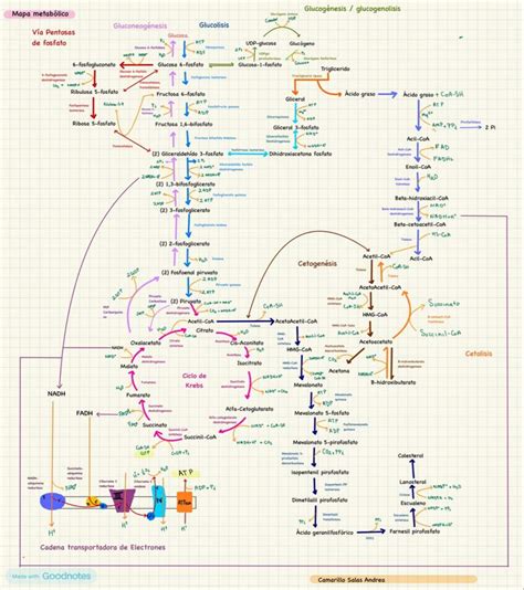 Galattosemia schema metabolico
