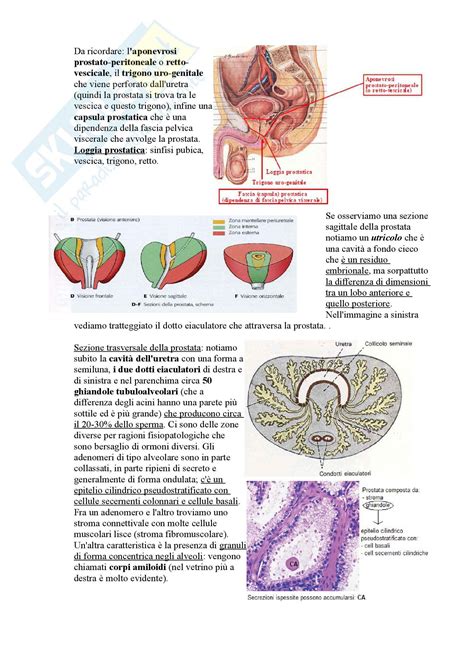 Illustrazione del contatto genitale esterno e il possibile trasferimento di sperma