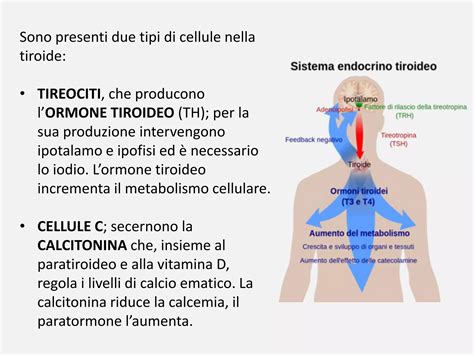 Interazione tra tiroide e ormoni riproduttivi