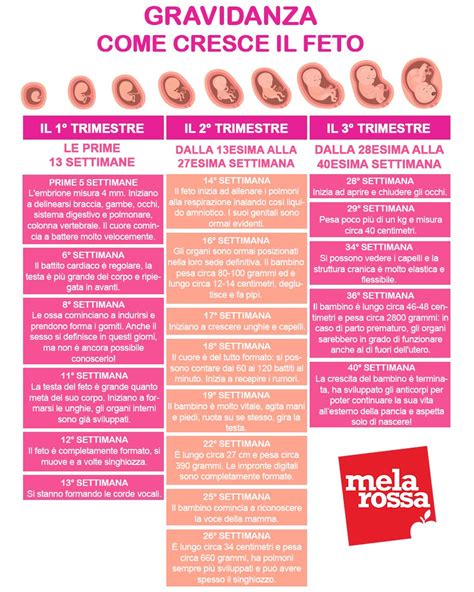 Calendario con evidenziato il primo trimestre di gravidanza