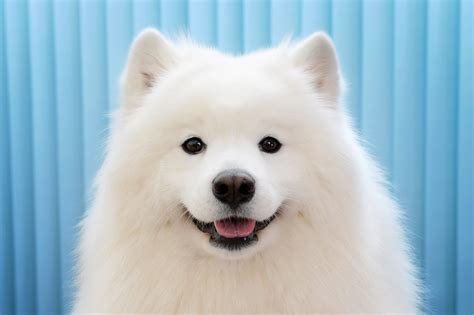 Un cane bianco e grande dal pelo folto in un ambiente rurale.