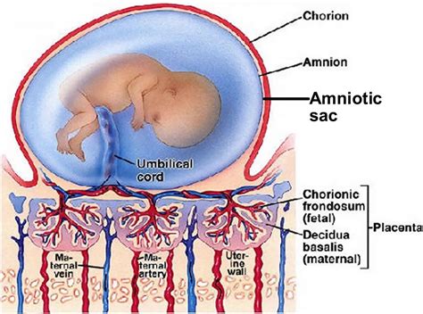Illustrazione della placenta con il sacco amniotico e la membrana amniotica