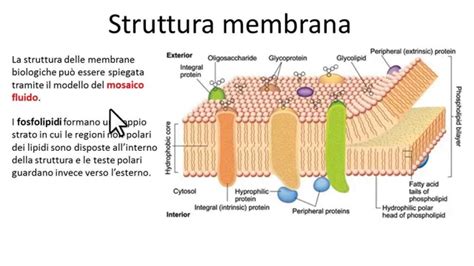 Diagramma che illustra la struttura della membrana amniotica e i suoi componenti bioattivi