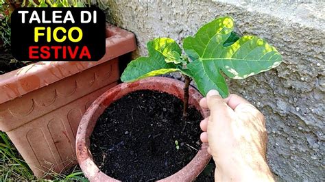 schema del vaso con talea di fico: strati di drenaggio, terriccio e corretta profondità di interramento