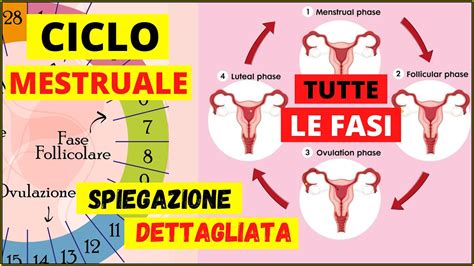 infografica sui tempi di recupero fisico e cicli ovulatori dopo una perdita