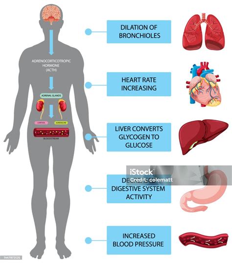 diagramma anatomico incisione cesareo