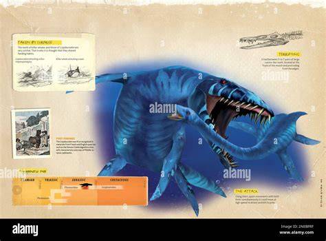 Infografica sulle tecniche di swaddling
