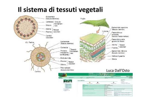 rappresentazione schematica dei tessuti vegetali e della zona di saldatura in un innesto riuscito