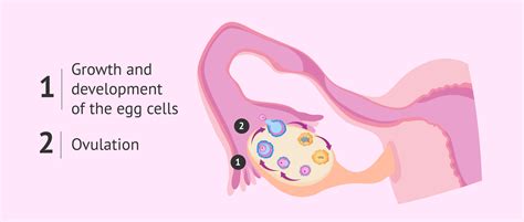 Ovulation process with egg release