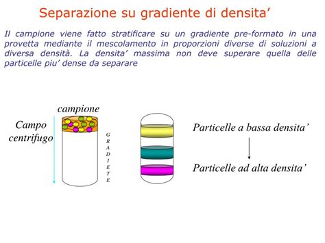 Schema di centrifugazione a gradiente di densità per l'isolamento delle PBMC