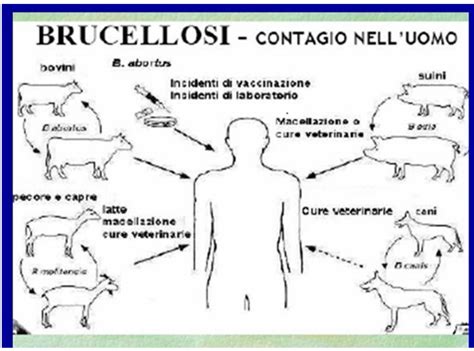 Ciclo di trasmissione della brucellosi tra animali e uomo