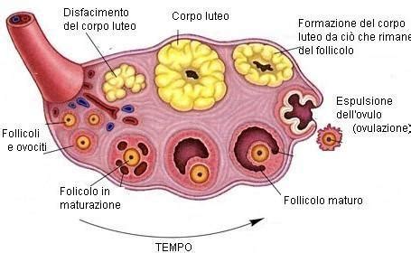 Struttura dell'ovaio femminile