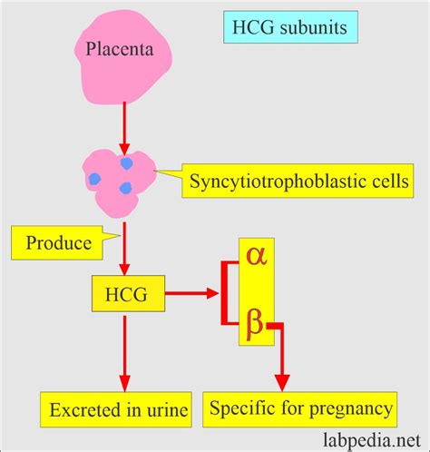 rappresentazione schematica dell'ormone beta hCG e della sua struttura glicoproteica