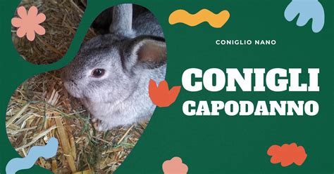 Coniglio gravido in un ambiente sereno
