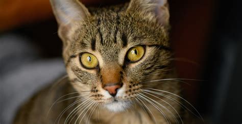 immagine gatto itterico