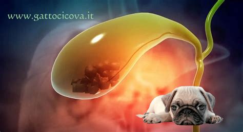 fango biliare e coleliti nel gatto