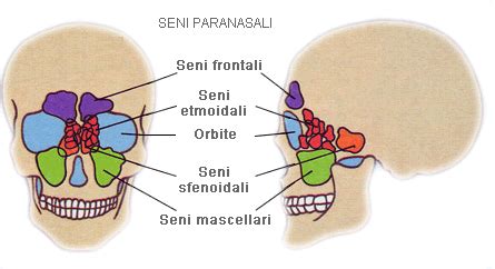 Diagramma che illustra le vie respiratorie e i seni paranasali