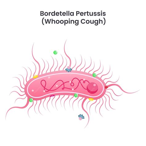 Immagine del batterio Bordetella pertussis