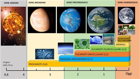 grafico che mostra la cronologia della comparsa delle strutture embrionali