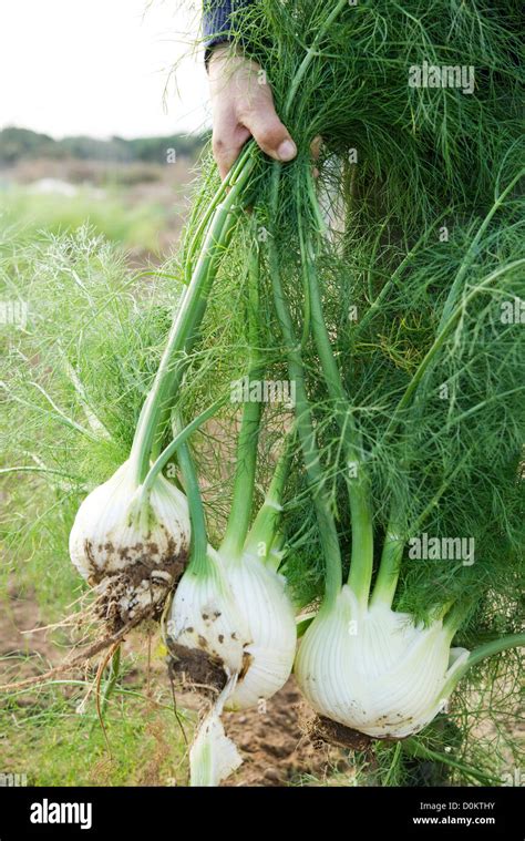 Pianta di finocchio con bulbo, fusti e foglie