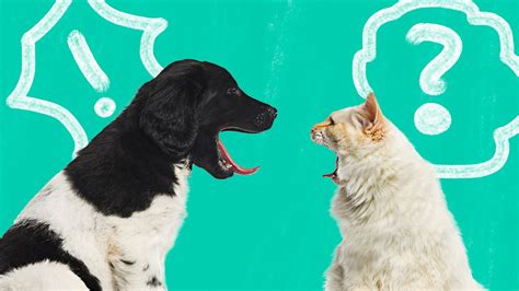 Illustrazione di animali che discutono regole