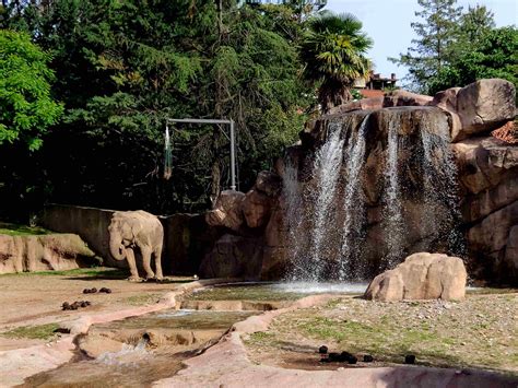 Veduta dell'habitat dei leoni in un parco faunistico