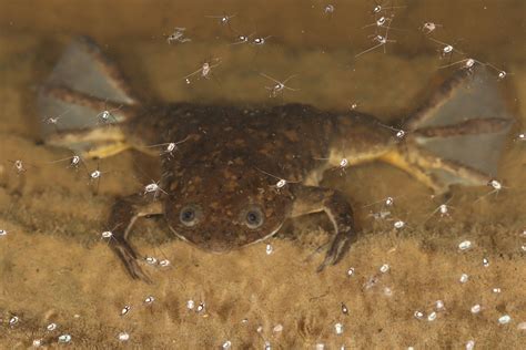 Rana xenopus laevis utilizzata nel test di gravidanza