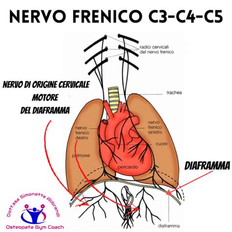 anatomia del diaframma e nervo frenico