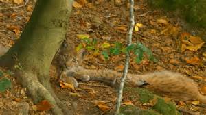 Nido di coniglietti selvatici ben nascosto nel loro habitat naturale