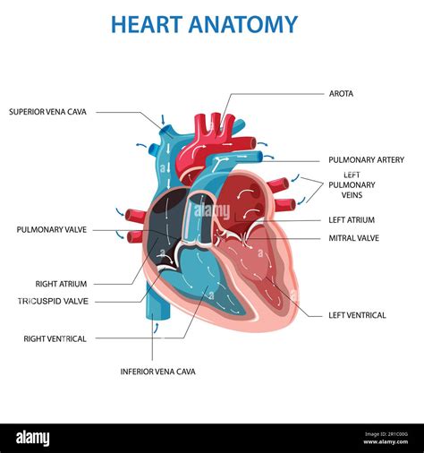 Diagramma dell'anatomia del cuore umano