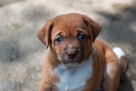 cucciolo di cane che esplora il nuovo ambiente domestico