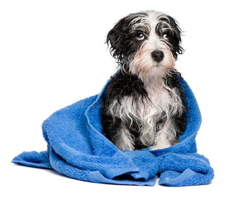 cucciolo avvolto in un asciugamano morbido dopo il bagno
