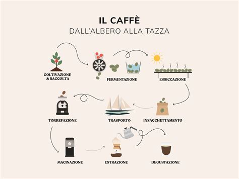infografica che illustra il processo di trasformazione del chicco di caffè dal raccolto alla bustina monodose