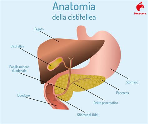 rappresentazione anatomica della cistifellea e delle vie biliari