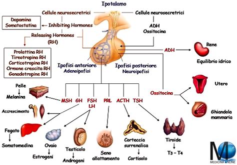rappresentazione schematica dell'azione degli ormoni placentari sull'insulina