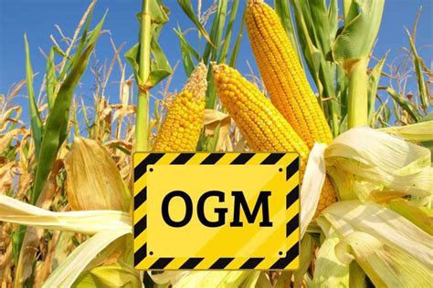 Campo di mais geneticamente modificato