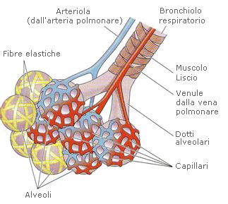 Rappresentazione grafica degli alveoli polmonari fetali