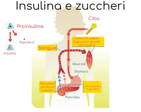 Biosintesi dell'insulina e rilascio del peptide C