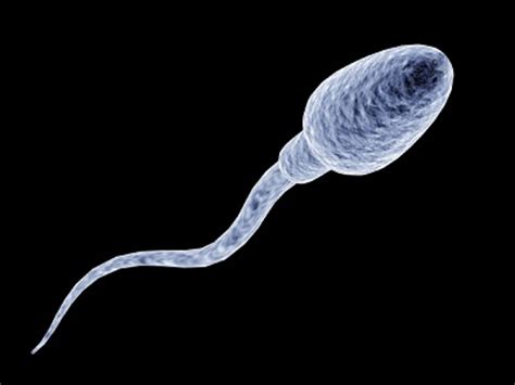 Microscopia di spermatozoi