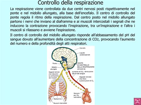 Schema dei centri respiratori e dei riflessi di controllo nel SNC