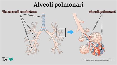 Struttura dell'acino polmonare e degli alveoli